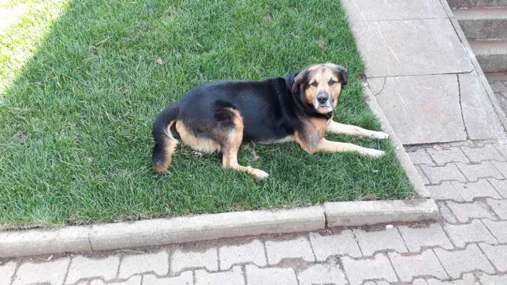 Schäferhund-Beitrag-Bild