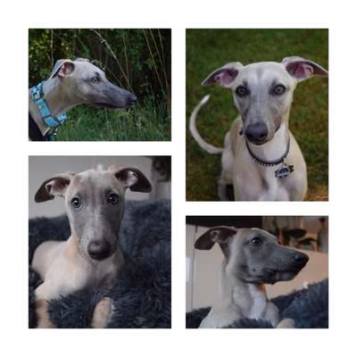 Foto's und Hundemodels-Beitrag-Bild