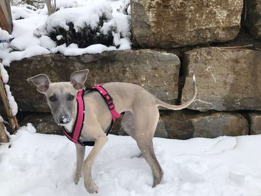 Handy-Foto-Challange Nr.9-Beitrag-Bild