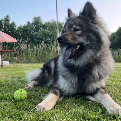 Hundetreffen-Spaziergang im Landshuter Raum 😊-Bild