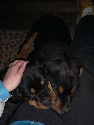 Rottweiler-Beitrag-Bild