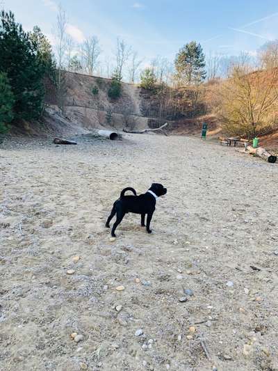 Hundeauslaufgebiet-Hundezone Gänserndorf Süd-Bild