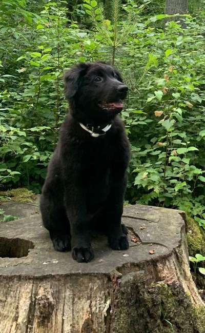 Labradorfans-Beitrag-Bild