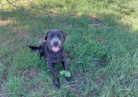 Hundetreffen-Junghunde Spielzeit  :)-Bild