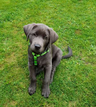 Welpen Bilder !-Beitrag-Bild