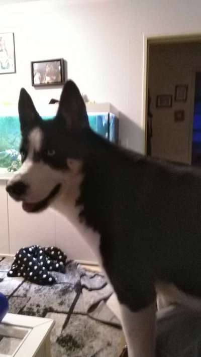 Shepsky / Husky Schäferhundmix
Was habt ihr für Erfahrungen gemacht?-Beitrag-Bild