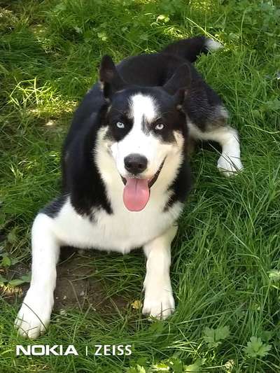 Mischlinge raten - Rätselspaß-Beitrag-Bild