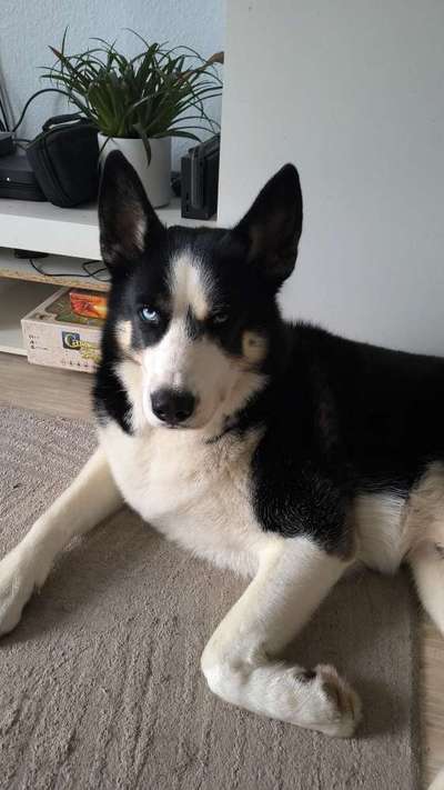 Wie kamst du zu deinem Hund?-Beitrag-Bild