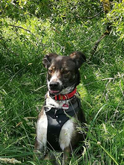 Fotochallenge Nr. 59 - Mein Hund zeigt die Zunge-Beitrag-Bild