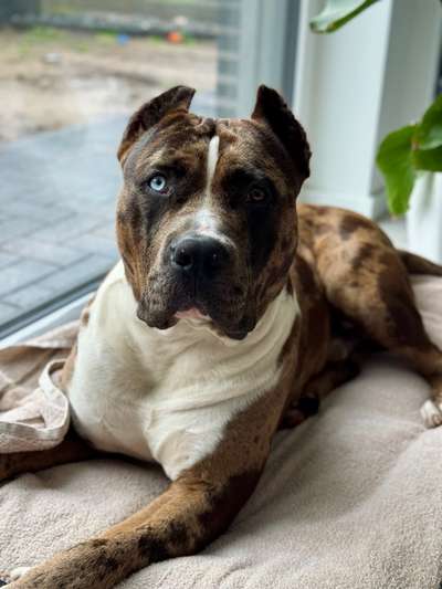 Hundetreffen-Gemeinsame Gassirunde-Bild