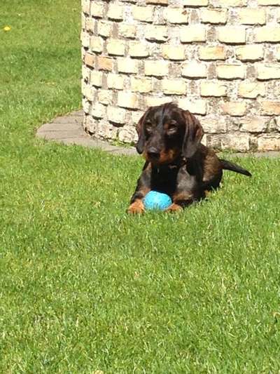 Zeigt mal die schönsten Bilder von euren Hunden !-Beitrag-Bild