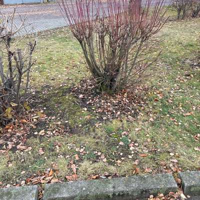 Giftköder-Giftköder-Bild