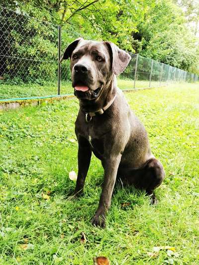 Rassensuche Cane Corso Italiano-Beitrag-Bild