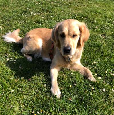 Wo sind die Golden Retriever Liebhaber?-Beitrag-Bild