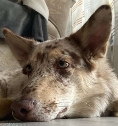 Dogorama Photo Challenge - Details Ganz nah-Beitrag-Bild