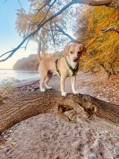 Beagle mischlinge!!-Beitrag-Bild