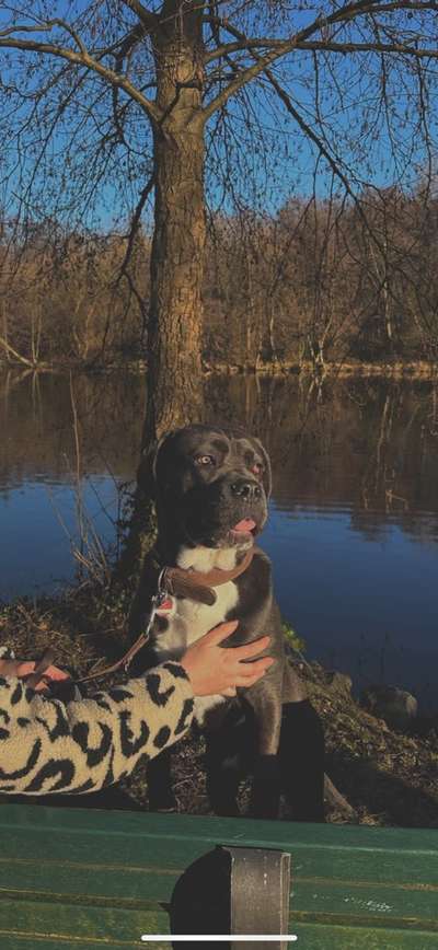 Hundetreffen-Suchen hundekumpel/kumpeline für gemeinsame Spaziergänge:)-Bild