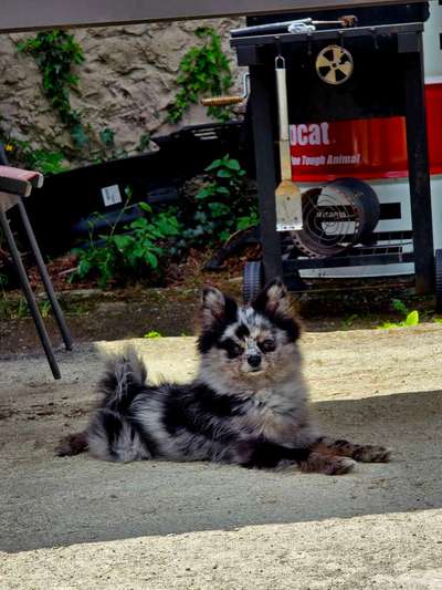 Hundetreffen-Soziale Hund Mensch Kontakte knüpfen-Bild