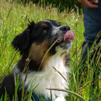 Tongue Out Tuesday-Beitrag-Bild