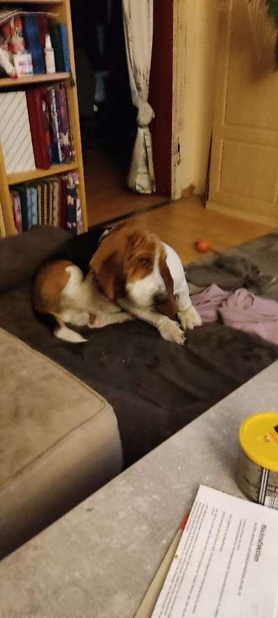 Reinrassige Hunde?-Beitrag-Bild