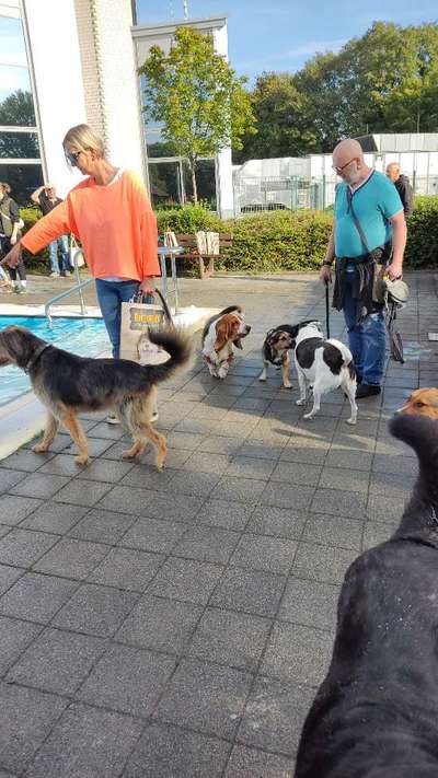 Eure Meinungen zu Hundebadetagen im Freibad?-Beitrag-Bild