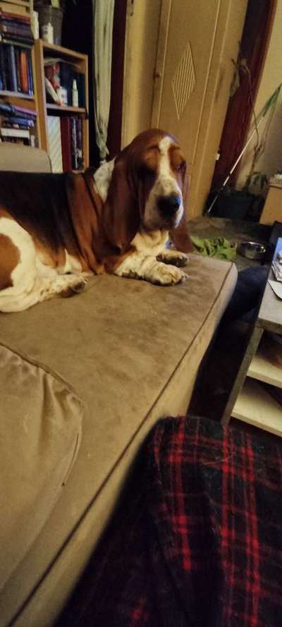 Reinrassige Hunde?-Beitrag-Bild