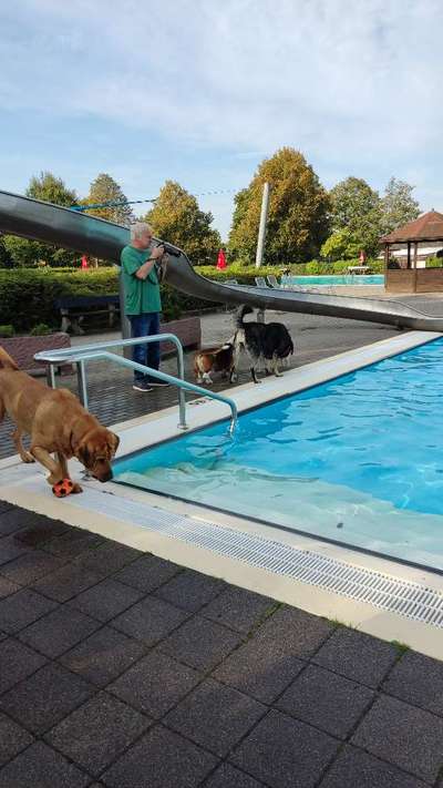 Eure Meinungen zu Hundebadetagen im Freibad?-Beitrag-Bild