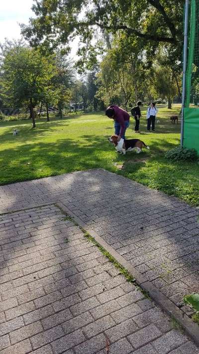Eure Meinungen zu Hundebadetagen im Freibad?-Beitrag-Bild