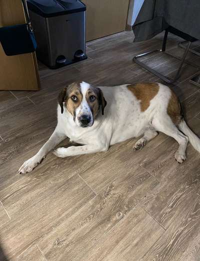 Herdenschutzhund-Beitrag-Bild