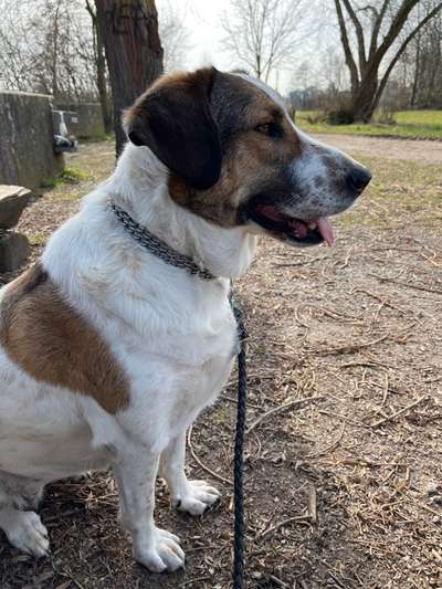 Herdenschutzhunde-Beitrag-Bild