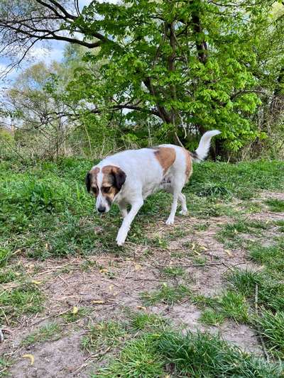 Herdenschutzhunde-Beitrag-Bild