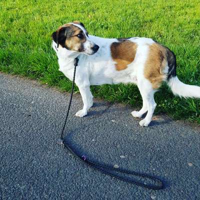 Hunde aus dem Tierschutz: Bulgarien-Beitrag-Bild