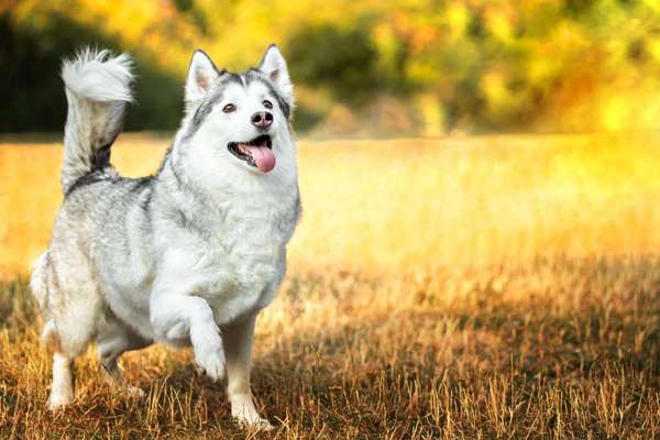 Die Dogorama Kalender Challenge Titelbild-Beitrag-Bild