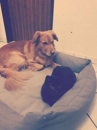 Hund und Katz Momente-Beitrag-Bild