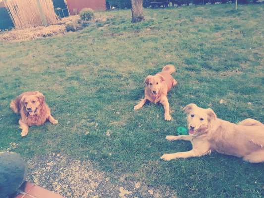Wo sind die Golden Retriever Liebhaber?-Beitrag-Bild