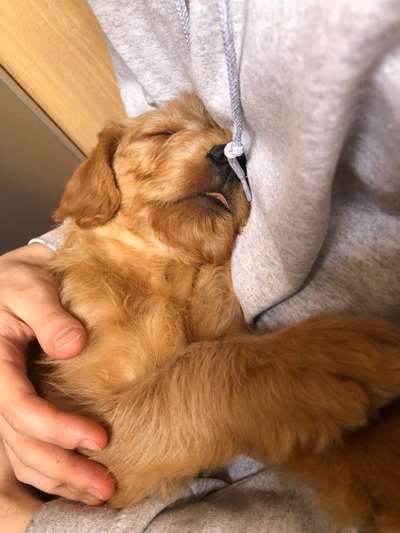 Fotochallenge Nr. 59 - Mein Hund zeigt die Zunge-Beitrag-Bild