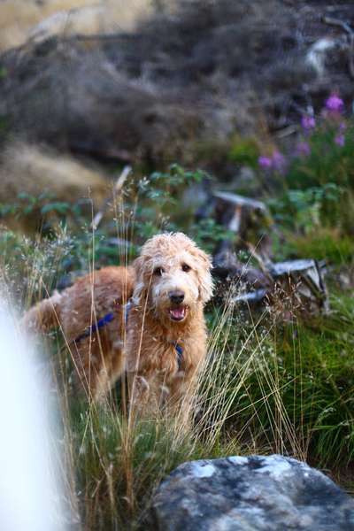 Labradorfans-Beitrag-Bild