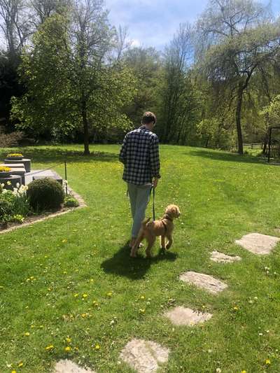 Zeigt her eure Junghunde :)-Beitrag-Bild