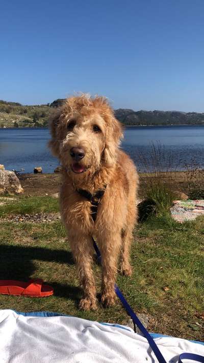 Die Dogorama Wochen Challenge-Beitrag-Bild