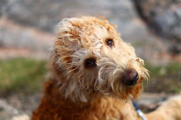 Fotochallange Nr. 57     PORTRÄT.   Beendet!!!!!!!!-Beitrag-Bild