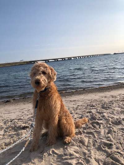 Labradoodle gesucht-Beitrag-Bild
