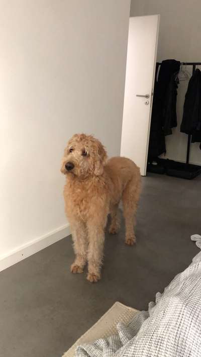 Wie groß waren eure welpen ?-Beitrag-Bild