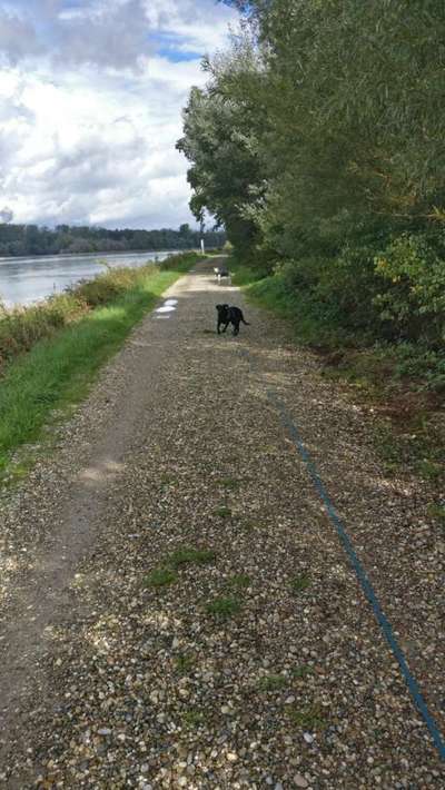 Giftköder-Ich trainiere Deinen Hund-Bild