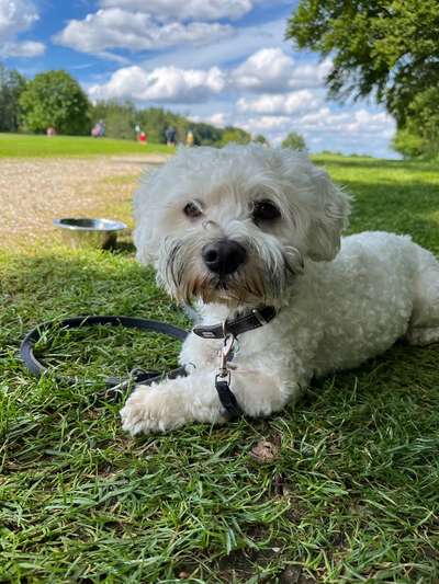 Hundetreffen-Gassi Runde-Bild