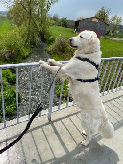 Dogorama-Monats-Challenge-Mai "Wasser"-Beitrag-Bild