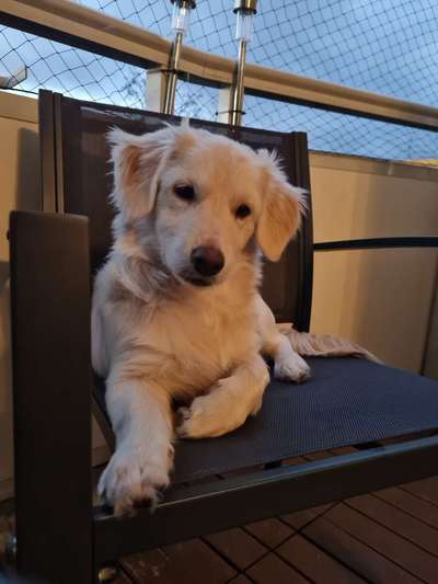 Dogorama Photo Challenge - Hundeblick zum hinschmelzen-Beitrag-Bild