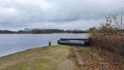 Hundetreffen-Spaziergang mit Hund-Bild