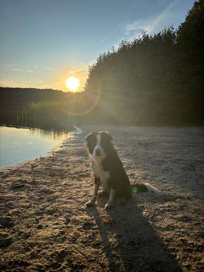 Hundetreffen-Walk im & um den Gorinsee-Bild