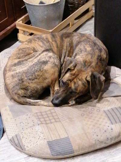 Rhodesian Ridgeback-Beitrag-Bild