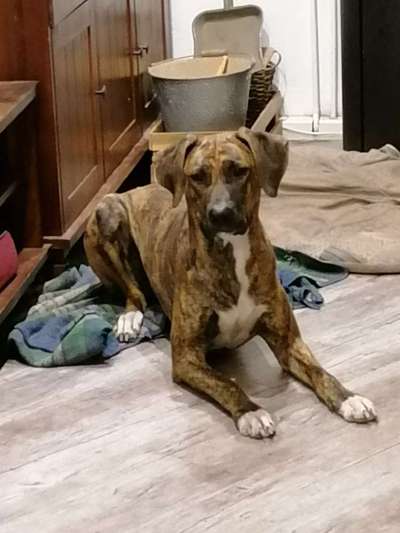 Rhodesian Ridgeback-Beitrag-Bild